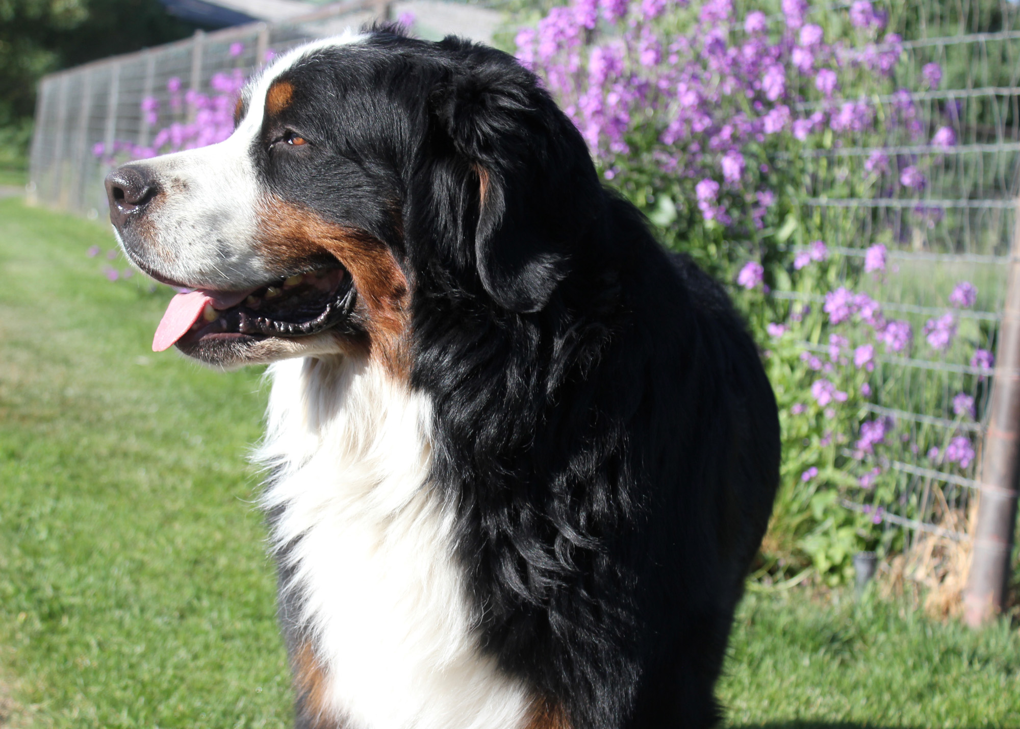 Powder Keg Farm Bernese Photos